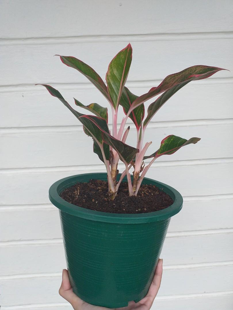 Aglaonema Lipstick Plant Indoor Plant Easy To Care For Plants Gardening Flowers Plants On Carousell