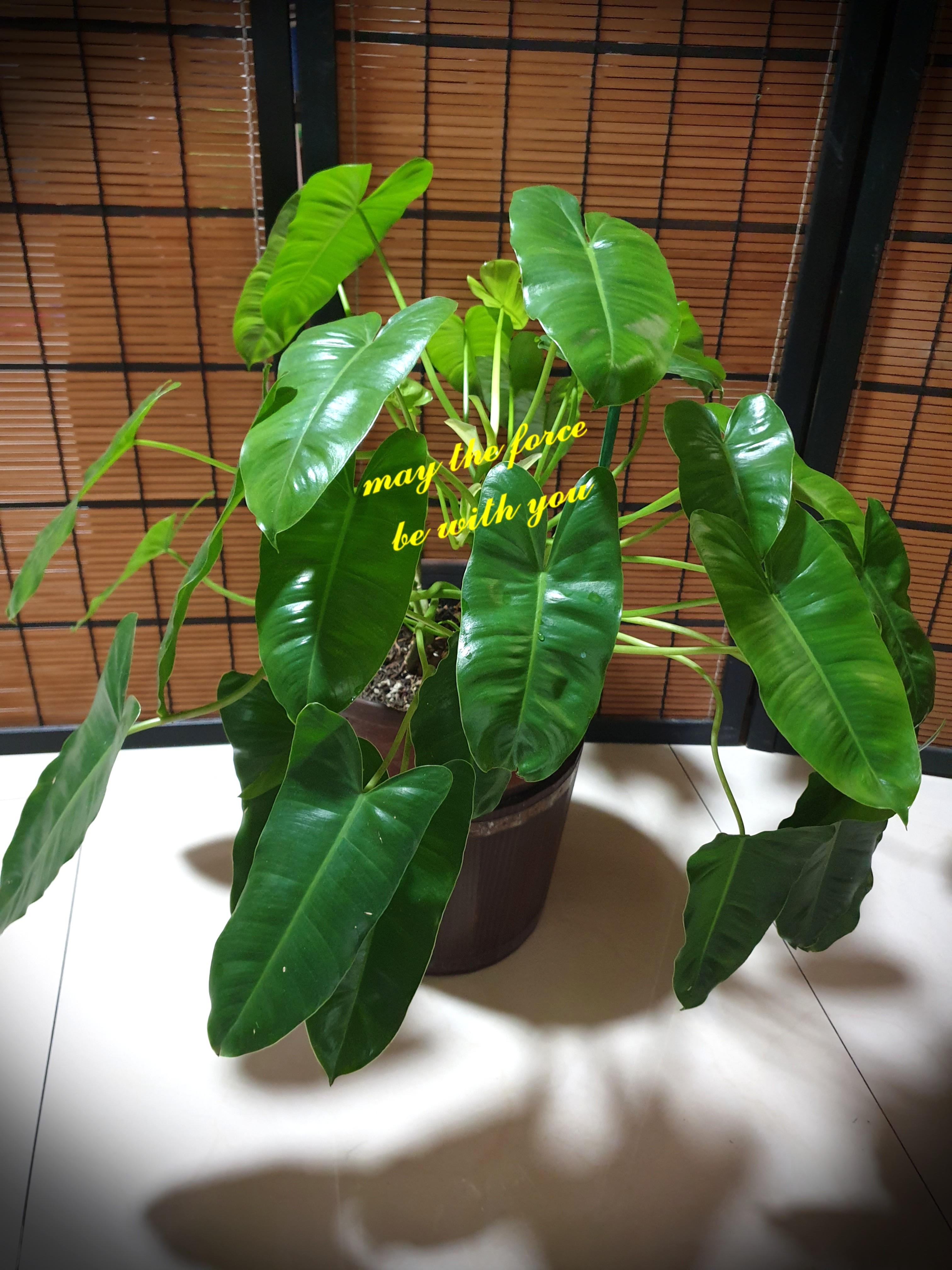 Burle Marx Philodendron Gardening Flowers Plants On Carousell