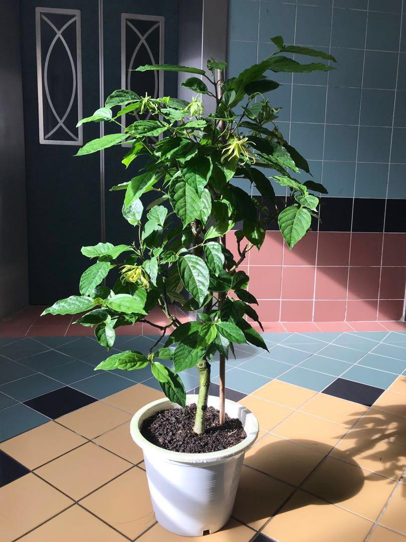 Dwarf Ylang Ylang Tree