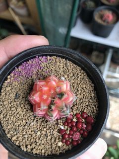 (Category: ) located in . Submitted by david2469 (Listing ID 1023260397, Image 1). Description: .