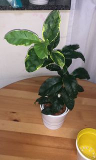 （分類：）位於 。 由 bluelaine 提交（商品編號 1024332819，圖片 1）。簡介： 。