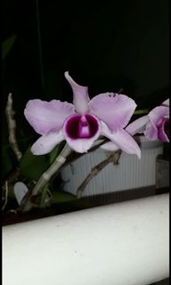 (Category: ) located in . Submitted by weesoon (Listing ID 1024336350, Image 1). Description: .