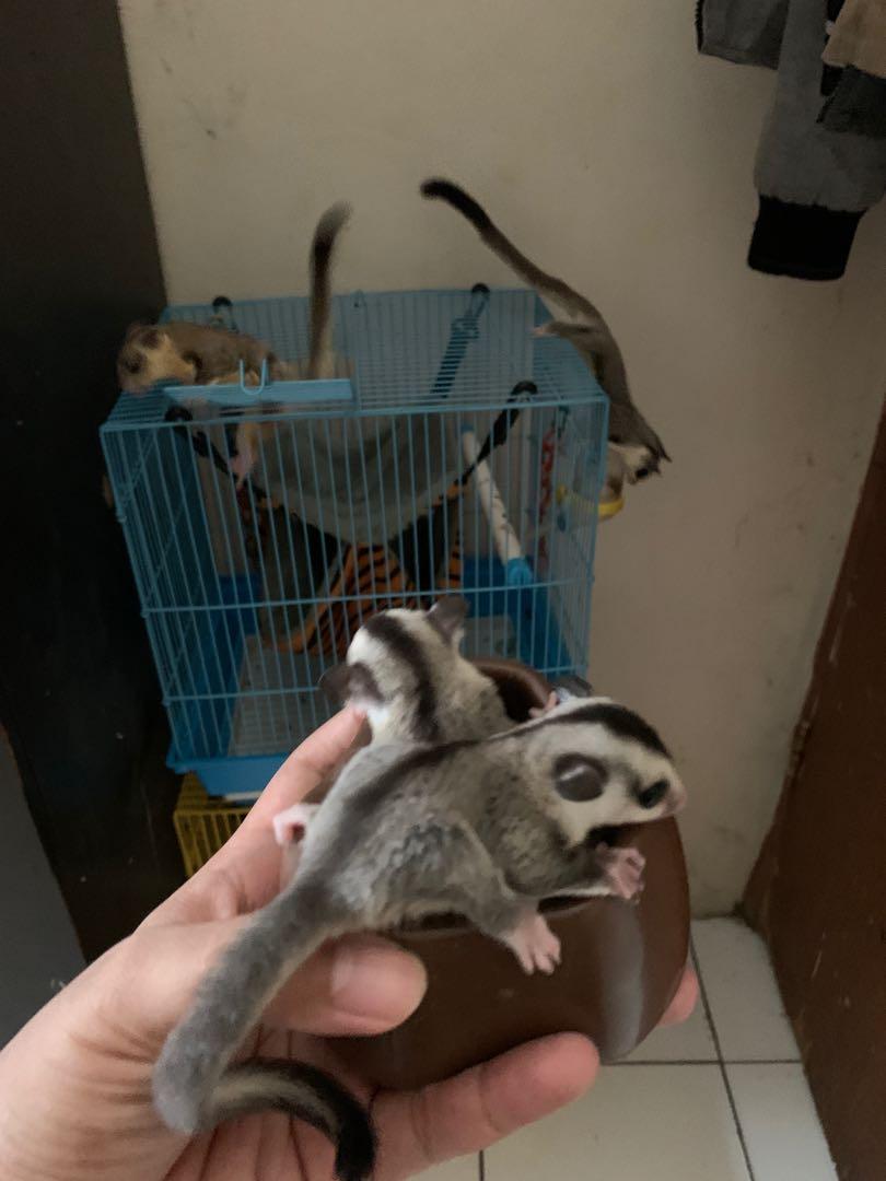 Sugar glider wf top
