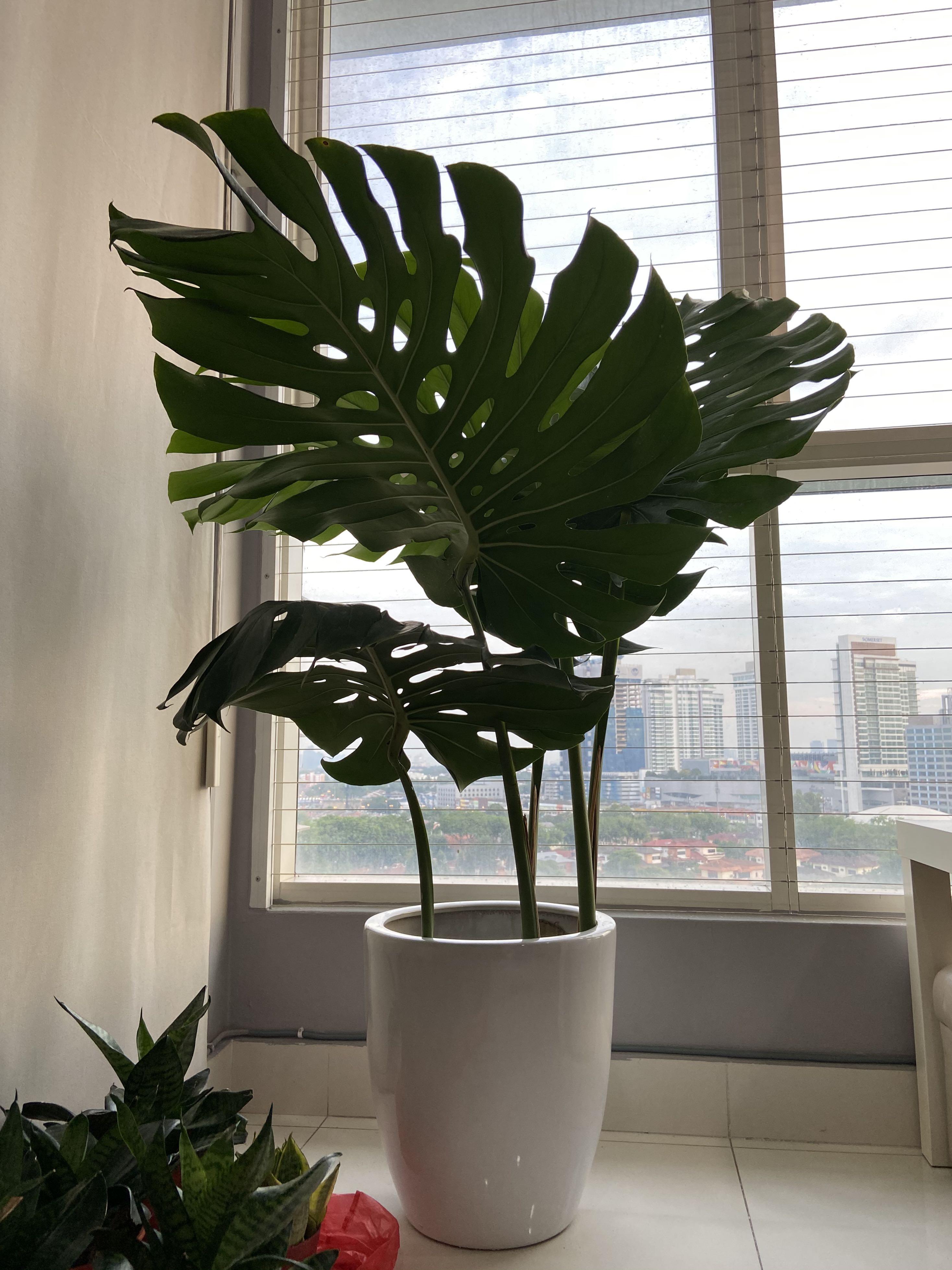 Giant Monstera Deliciosa With Ceramic Pot Leca Balls Real Plant Pokok Hidup Home Furniture Gardening On Carousell