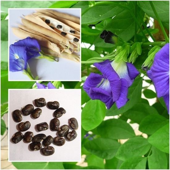 Blue Butterfly Pea Plant Pods, Gardening, Plants on Carousell