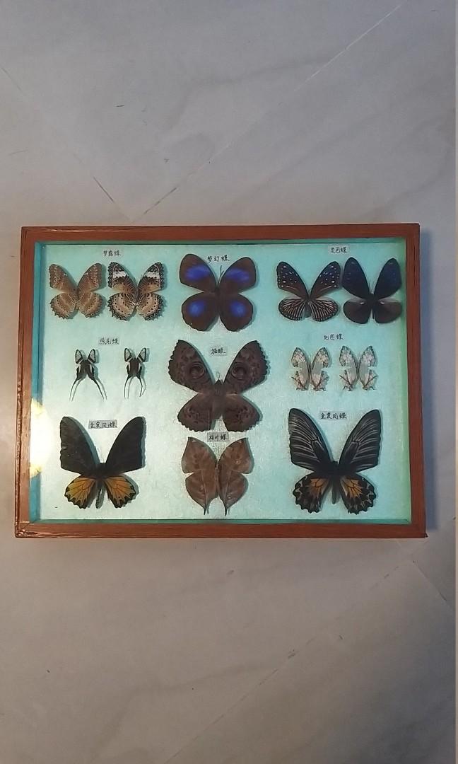 Butterfly 燕尾蝶貓眼13種蝴蝶標本, 興趣及遊戲, 手作＆自家設計, 其他
