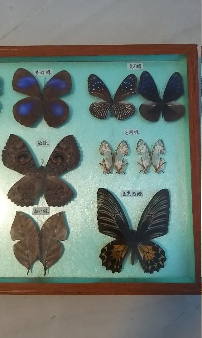 Butterfly 燕尾蝶貓眼13種蝴蝶標本, 興趣及遊戲, 手作＆自家設計, 其他