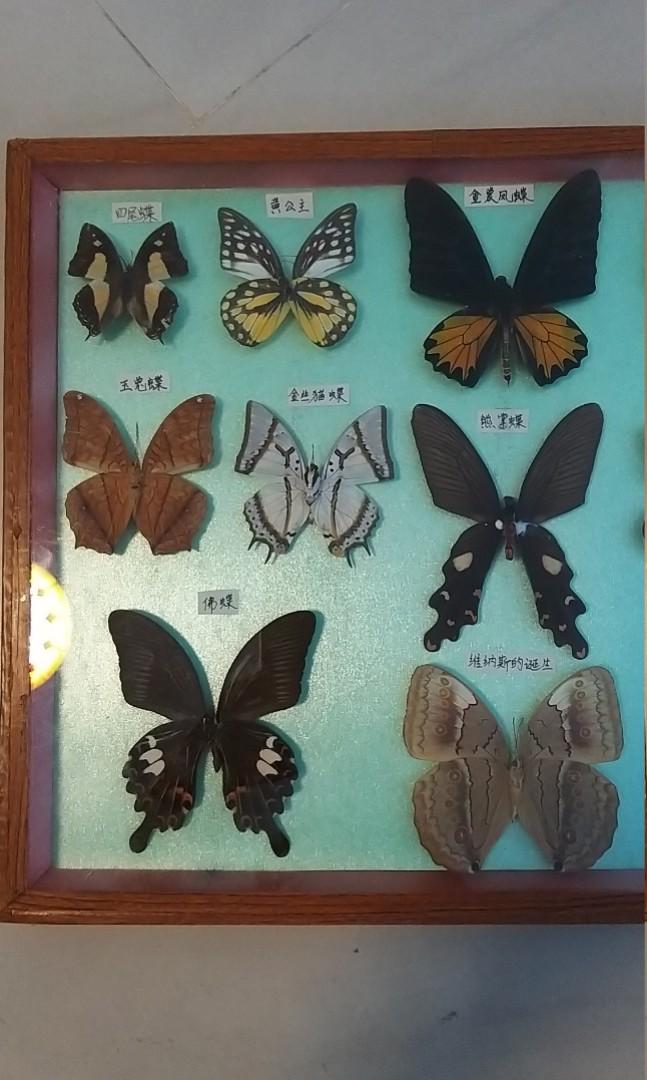 Butterfly 四尾蝶綠寶石金絲貓13種蝴蝶標本, 興趣及遊戲, 手作＆自家