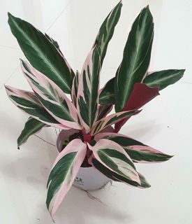 (Category: ) located in . Submitted by urban.cultivar (Listing ID 1017682777, Image 1). Description: .
