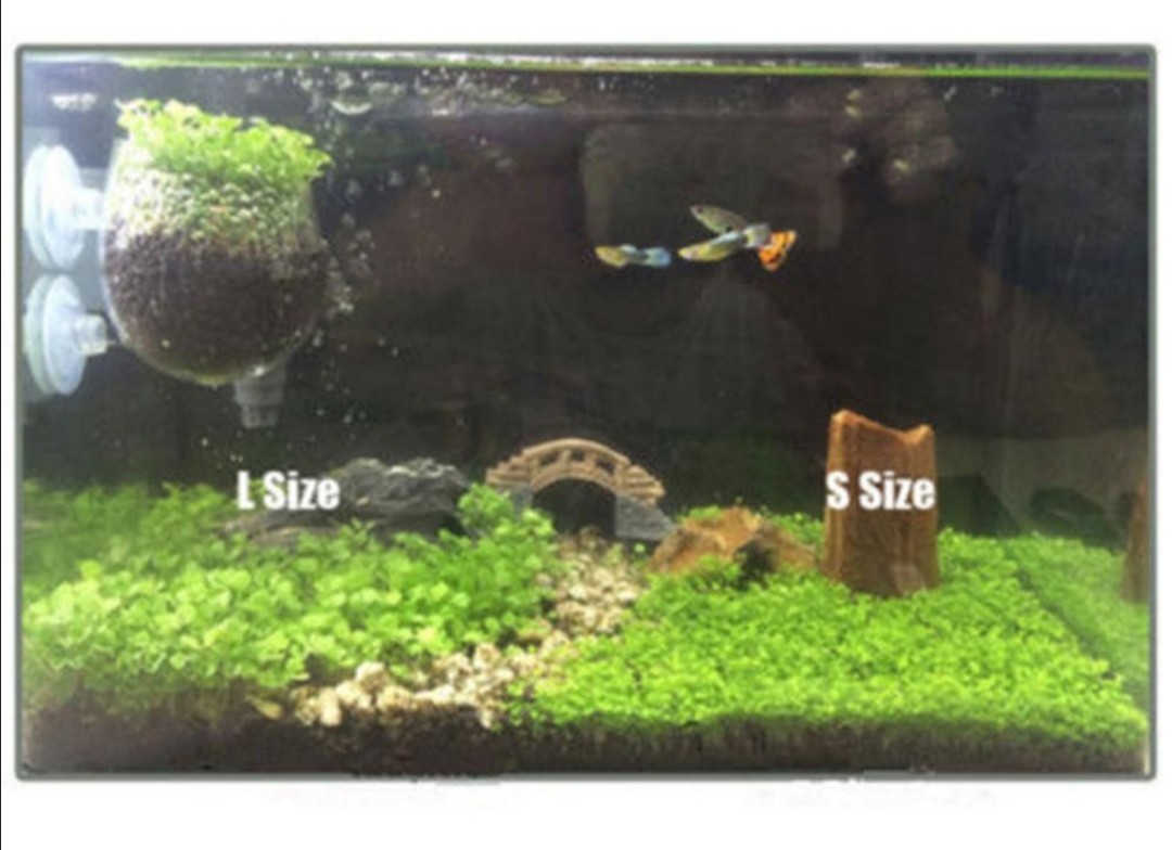 Carpet Plant Seeds for Terrarium / Aquarium / Fish Tank, Furniture