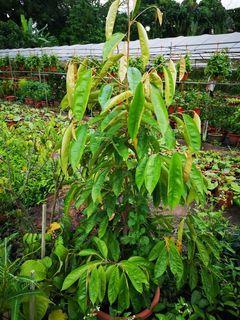 Fruit Trees Gardening Carousell Singapore