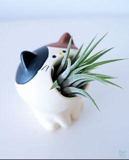 Mix: Cat meow 😸 planter with air plant