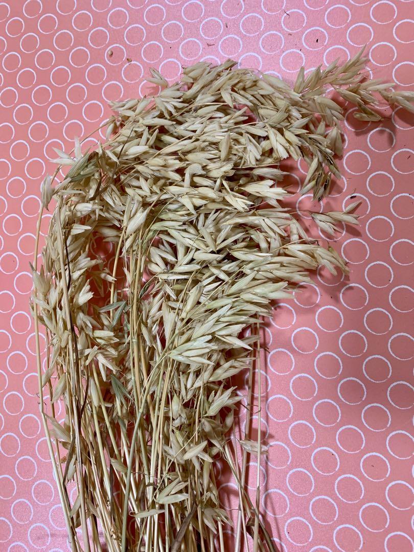 oat spray for hamsters