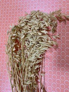 oat sprays for hamsters