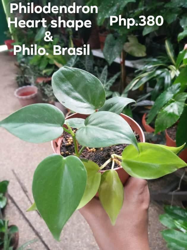 Philodendron Brasil Heart Leaf Philodendron In One Gardening Flowers Plants On Carousell