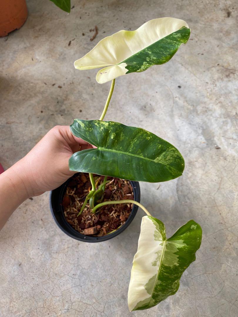 Philodendron Burle Marx Home Furniture Gardening On Carousell