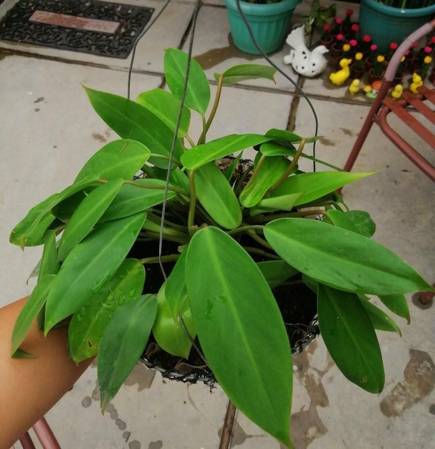 Philodendron Temptation Gardening Flowers Plants On Carousell