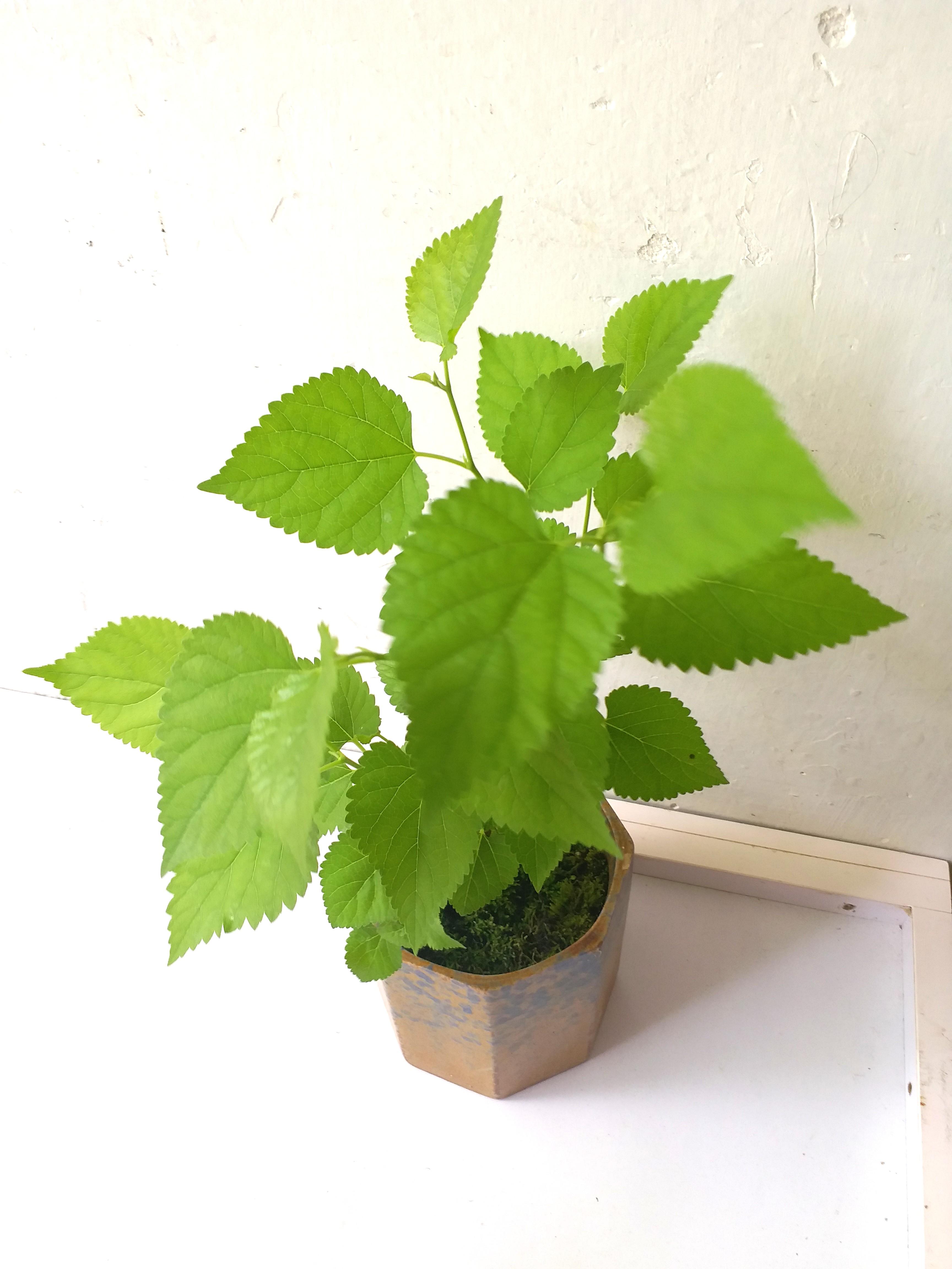 桑葉桑葚桑樹苗盆景連陶瓷花盆結果植物食用盆栽陸龜兔仔草mulberries Plant Tree 傢俬 家居 園藝 植物及種子 Carousell