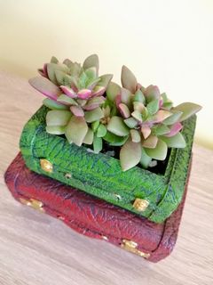 (Category: ) located in . Submitted by slowgarden (Listing ID 1017947583, Image 1). Description: .