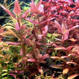 (Category: ) located in . Submitted by farminglious (Listing ID 1017884107, Image 1). Description: .