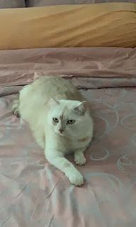 (Category: ) located in . Submitted by dlaiiii (Listing ID 1017954349, Image 1). Description: .