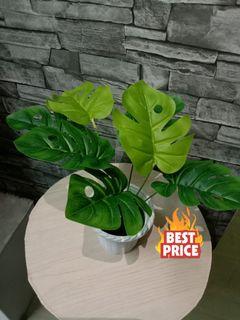 Monstera Plant Home Decor Carousell Malaysia