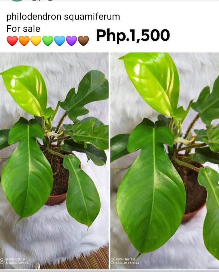 Philodendron Squamiferum Plant Gardening Flowers Plants On Carousell