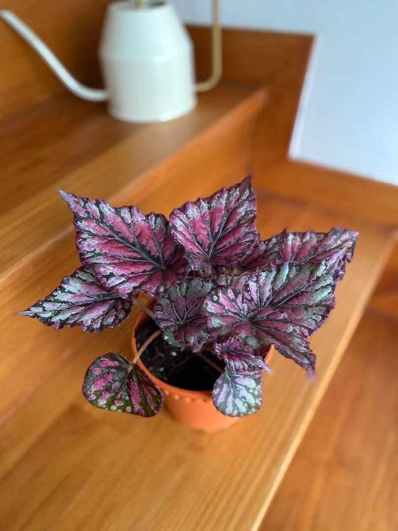 Rex Begonia ‘Hugh McLaughlin’, Furniture & Home Living, Gardening