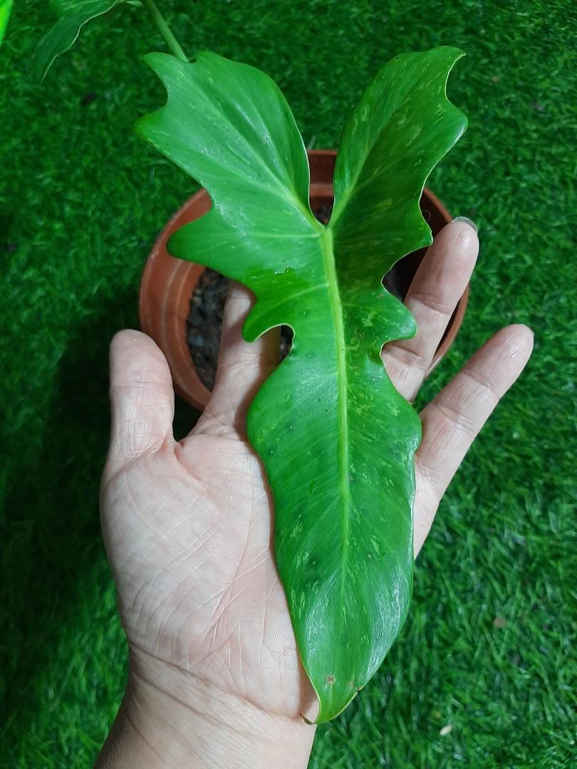 Varigated Philodendron Lime Fiddle Home Furniture Gardening On Carousell