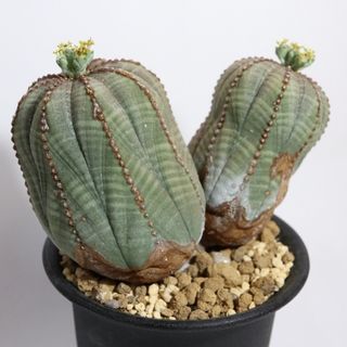 （分類：）位於 。 由 humanplant 提交（商品編號 1024757066，圖片 1）。簡介： 。