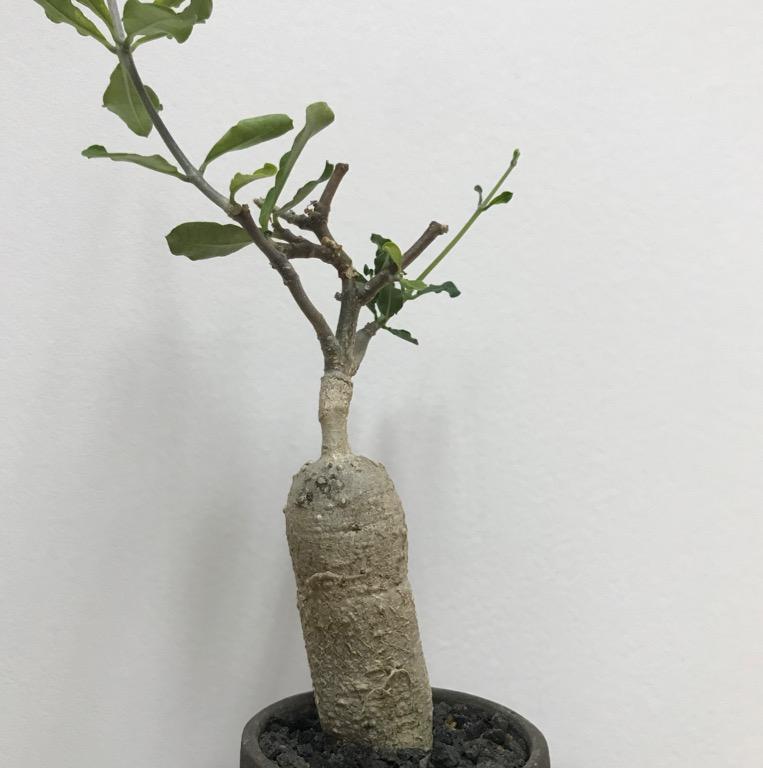 火星人 7cm Fockea Edulis 塊根 多肉植物 有根連盆 傢俬 家居 園藝 Carousell