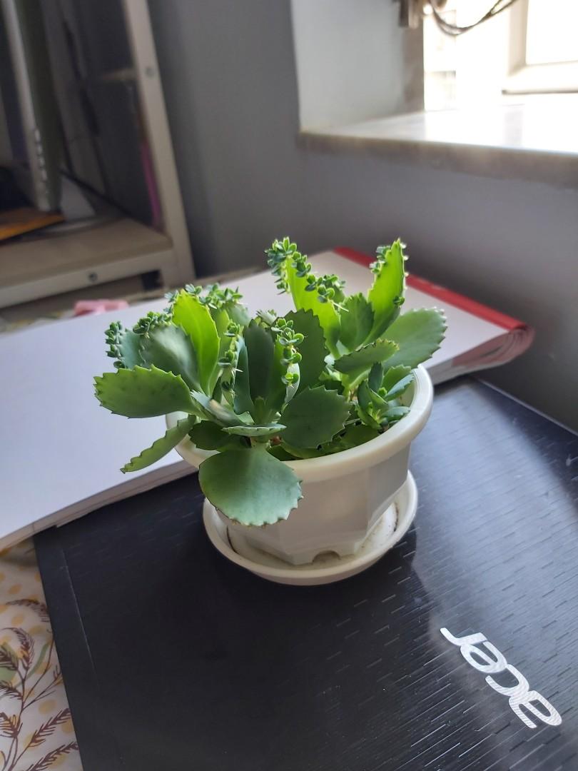 多肉植物 蕾絲公主 不死鳥 落地生根盆栽 連盆和土 傢俬 家居 Gardening Plants Carousell