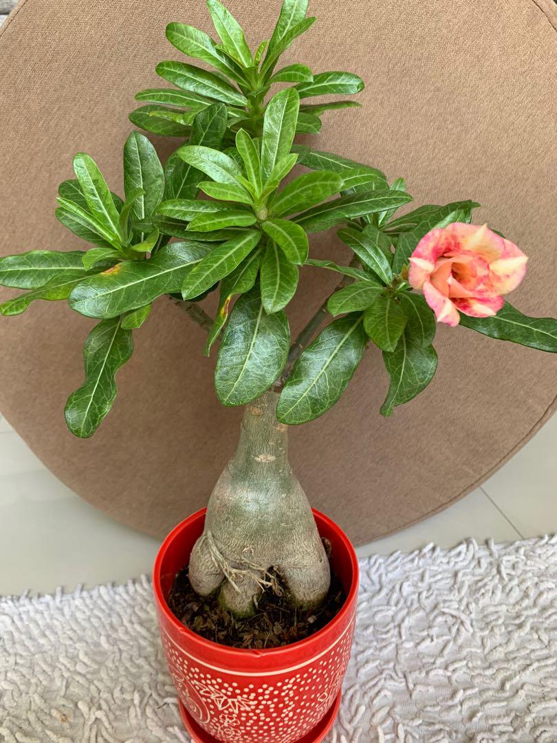 Adenium, Furniture & Home Living, Gardening, Plants & Seeds on Carousell