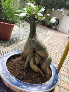 Adenium 福贵花