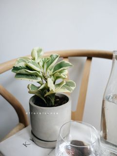 (Category: ) located in . Submitted by dfloralsense (Listing ID 1024675313, Image 1). Description: .