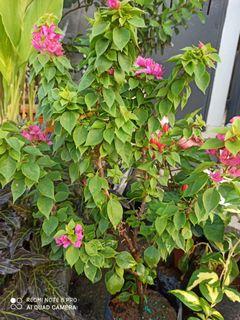Pokok Bunga Kertas Gardening Carousell Malaysia