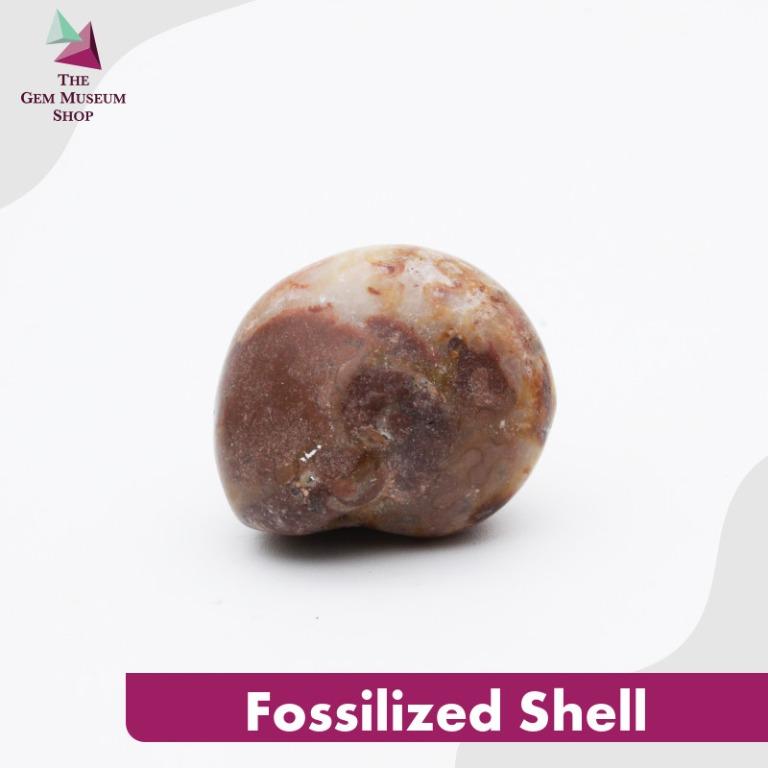 Fossilized Shell (Category: Everything Else) located in Singapore. Submitted by thegemmuseumshop (Listing ID 1024632484, Image 2). Description: Fossilised Shells are prehistoric seashells of the phylum Mollusca and the class Cephalopoda. It makes a great addition to your collection or as a home decoration. Product photo disclaimer: Due to the differences in lighting and devices you might be using, the colour in the image may vary slightly from th
