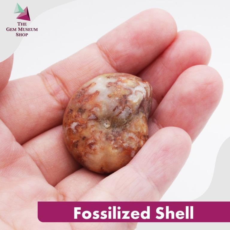 Fossilized Shell (Category: Everything Else) located in Singapore. Submitted by thegemmuseumshop (Listing ID 1024632484, Image 3). Description: Fossilised Shells are prehistoric seashells of the phylum Mollusca and the class Cephalopoda. It makes a great addition to your collection or as a home decoration. Product photo disclaimer: Due to the differences in lighting and devices you might be using, the colour in the image may vary slightly from th