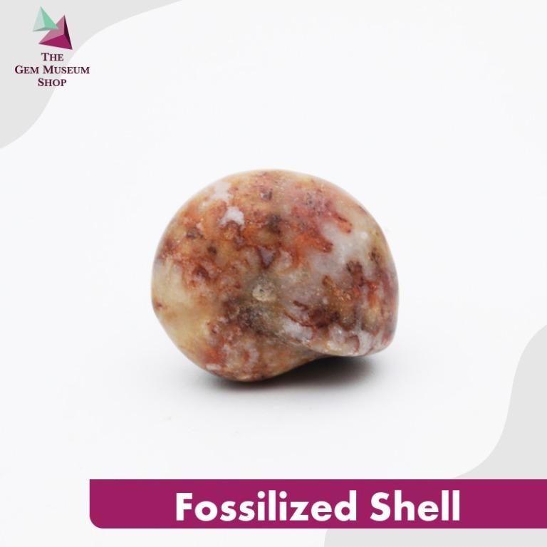 Fossilized Shell (Category: Everything Else) located in Singapore. Submitted by thegemmuseumshop (Listing ID 1024632484, Image 1). Description: Fossilised Shells are prehistoric seashells of the phylum Mollusca and the class Cephalopoda. It makes a great addition to your collection or as a home decoration. Product photo disclaimer: Due to the differences in lighting and devices you might be using, the colour in the image may vary slightly from th