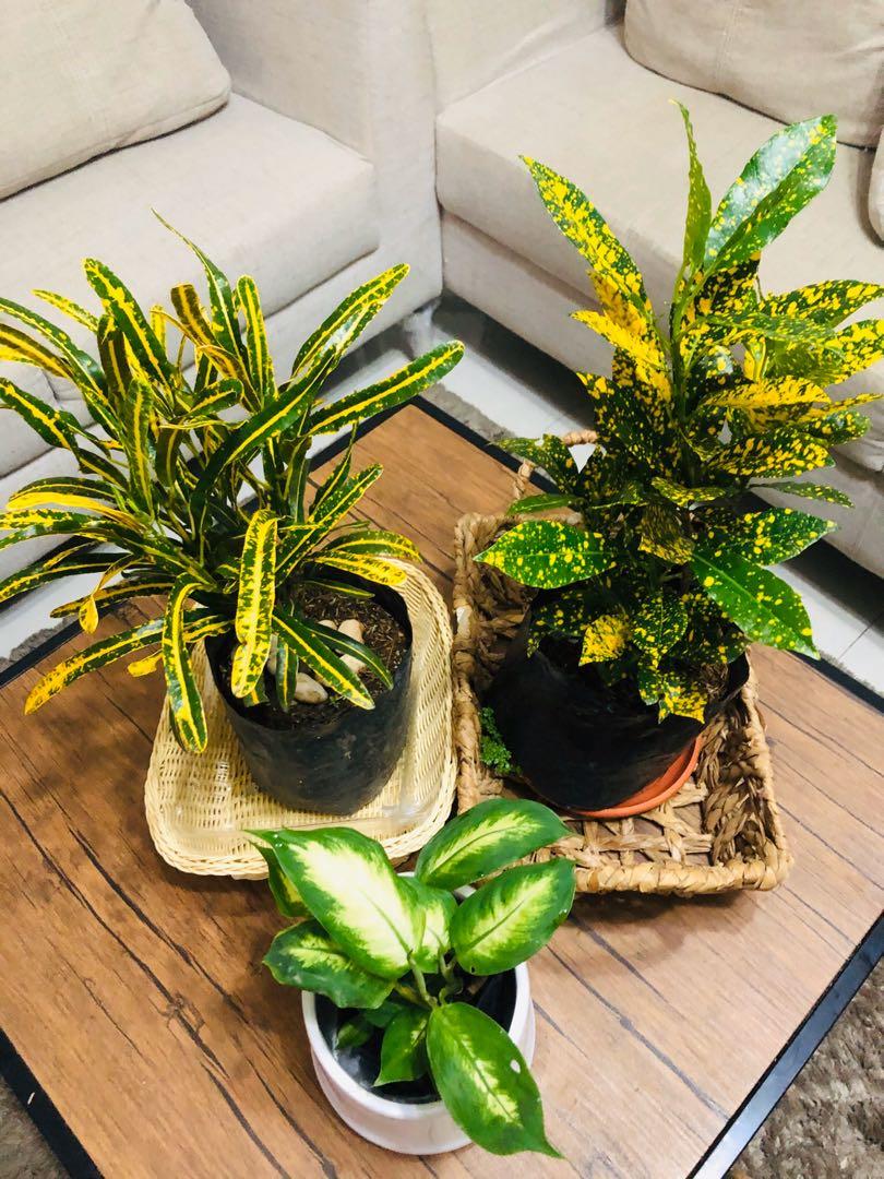 Gold Dust Croton San Francisco Plant, Furniture &amp; Home