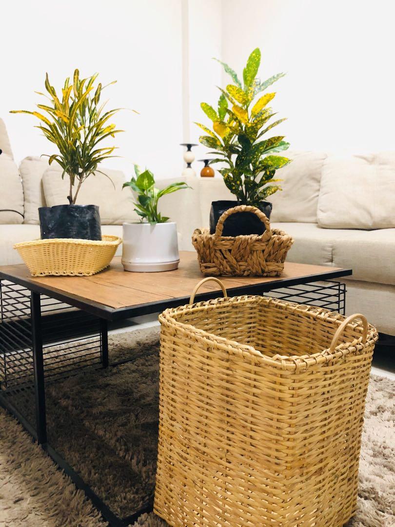 Gold Star Croton - San Francisco Plant-, Furniture & Home Living