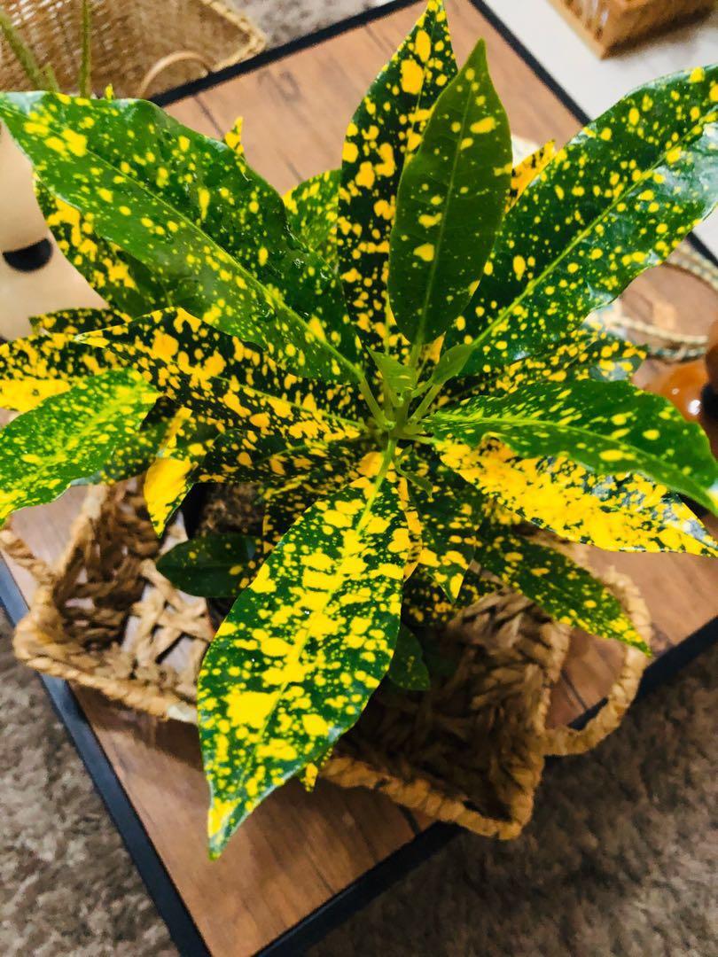 Gold Star Croton San Francisco Plant, Furniture &amp; Home