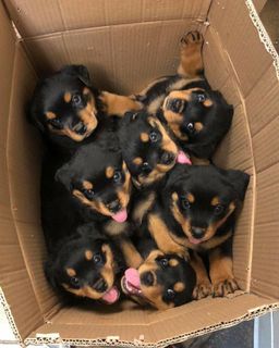 (Category: ) located in . Submitted by hcy282 (Listing ID 1024824975, Image 1). Description: .