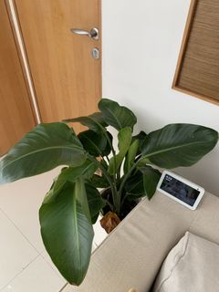 （分類：）位於 。 由 linspick 提交（商品編號 1024710383，圖片 1）。簡介： 。
