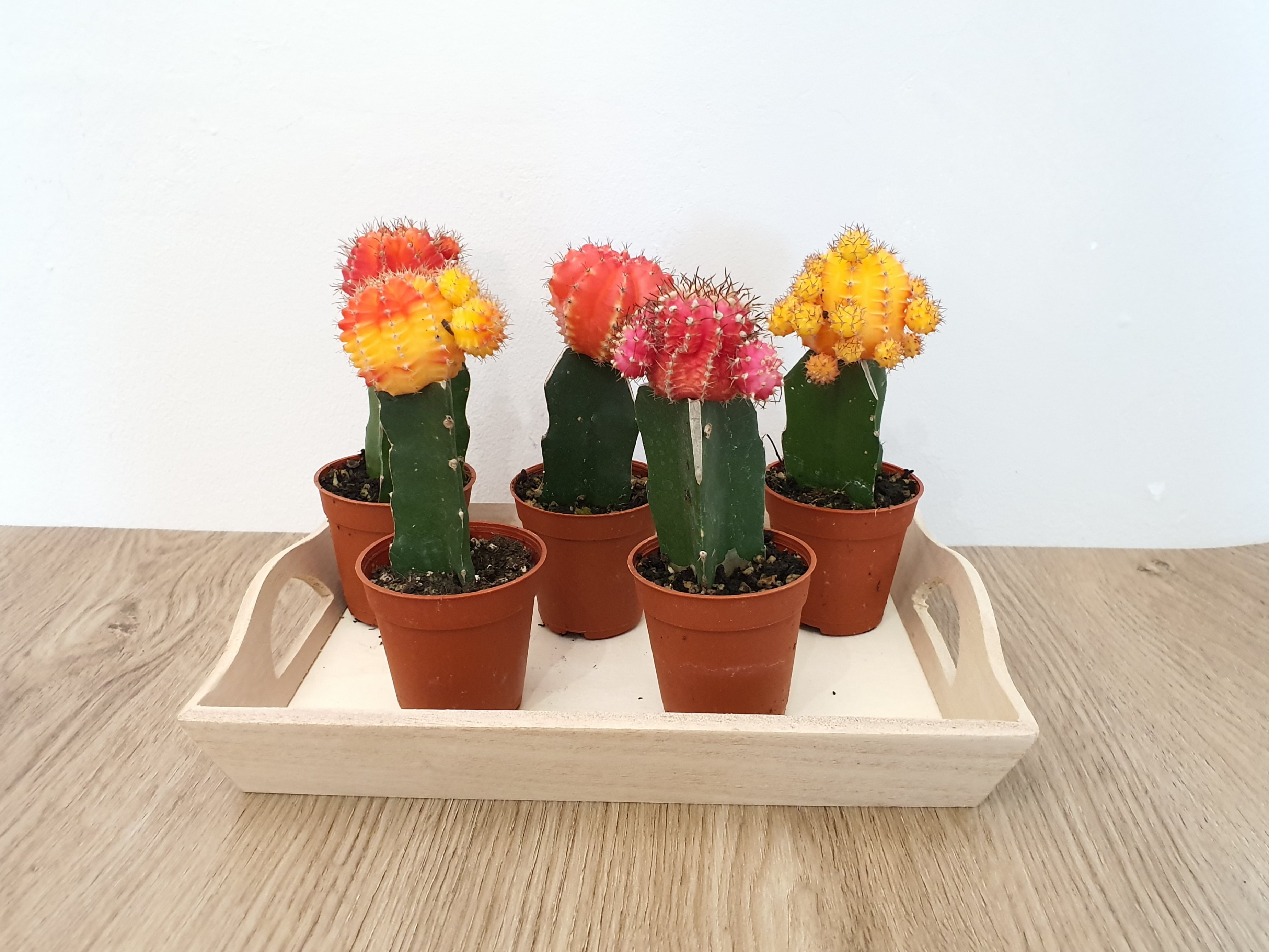 Moon cactus desk plant, Furniture & Home Living, Gardening, Plants ...