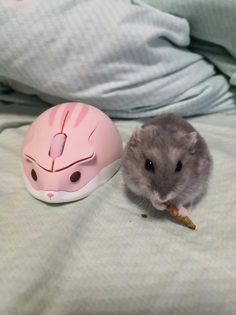 [P.O.] Akko Hamster Wireless Mouse, Electronics, Computer Parts & Accessories on Carousell