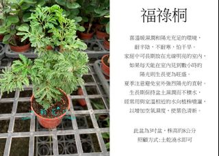 由 floragarden2017 (刊登 ID 1025035753，圖片 1) 提交，位於 的 (類別：)，說明：。