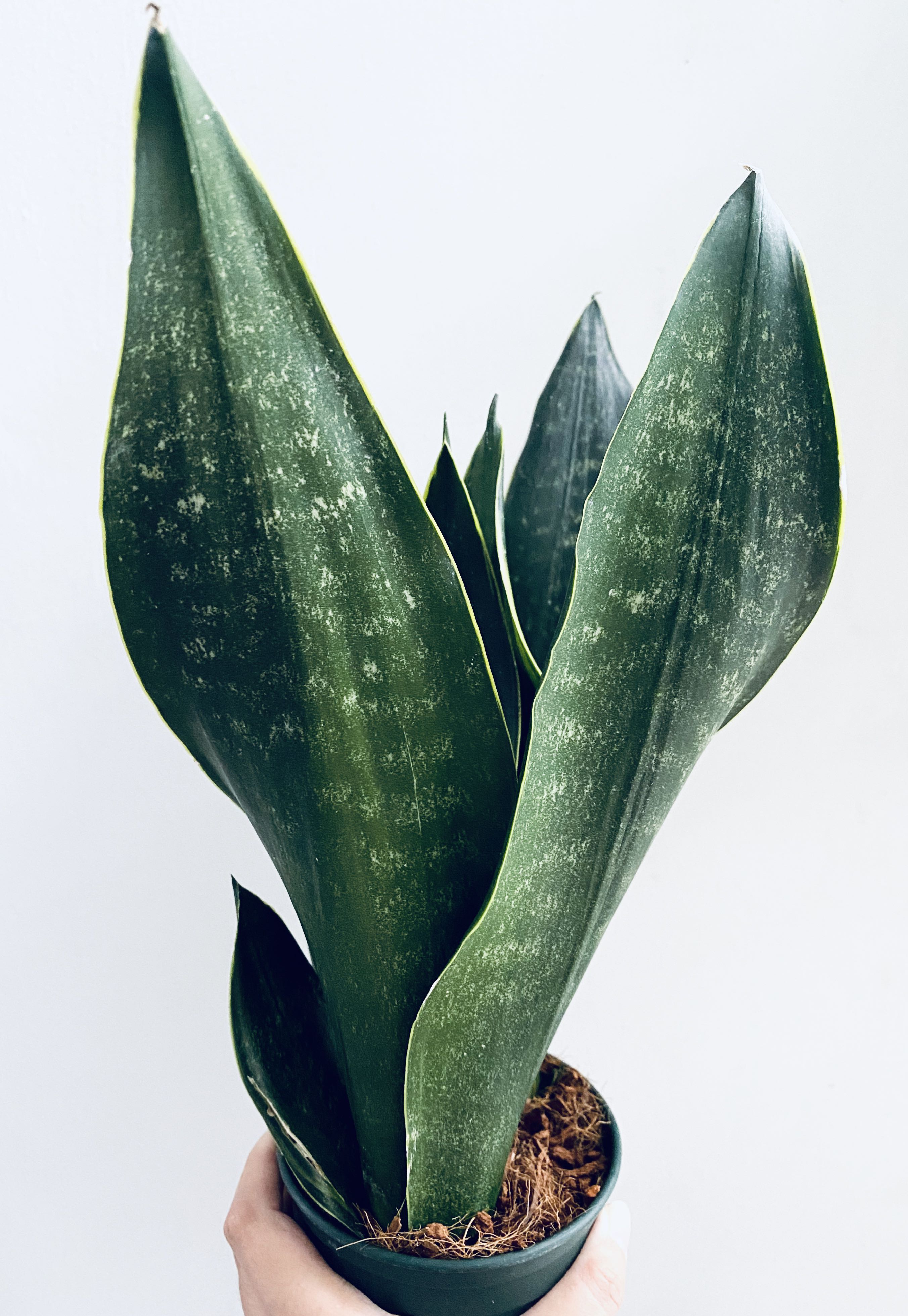 Black Diamond Snake Plant Furniture Home Living Gardening Plants Seeds On Carousell