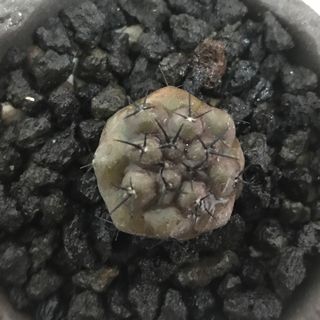 （分類：）位於 。 由 humanplant 提交（商品編號 1024898915，圖片 1）。簡介： 。