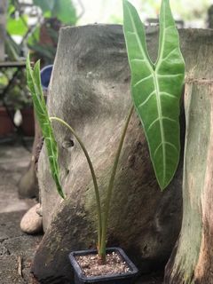 （分類：）位於 。 由 garygarden 提交（商品編號 1024867446，圖片 1）。簡介： 。